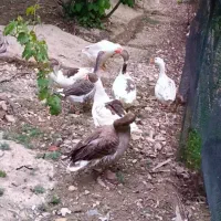 غاز محلی
