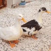 اوردک|پرنده|ایذه, |دیوار