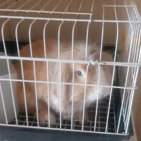 خرگوش لوپ نر