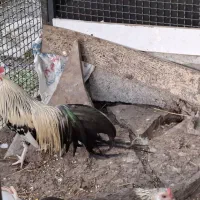 مرغ و خروس تزئینی نژاد فونیکس