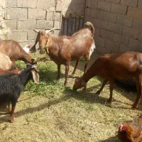 نر بز جوان اصل جنس