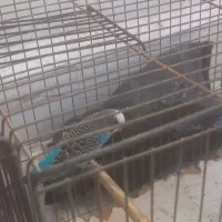 گلبهار خیابان اصلی