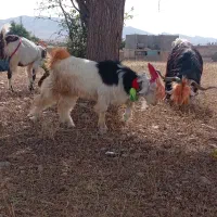 بیگ بهده تخمی