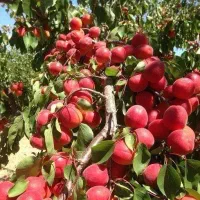 انواع نهال ریشه پرس دوسال