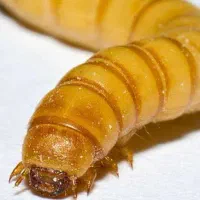میلورم زنده