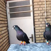 سبز و زاغ ابادانی