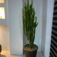 گل کاکتوس ۲ متری