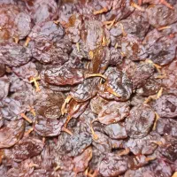 مویز|خوردنی و آشامیدنی|تهران, خاک سفید|دیوار