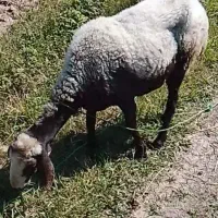 گوسفند ماده