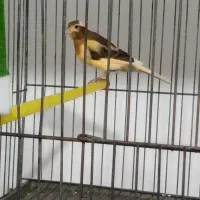 قناری نر و ماده پر خون قدیم