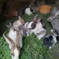 خرگوش|موش و خرگوش|خواف, |دیوار