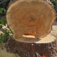 درخت بری