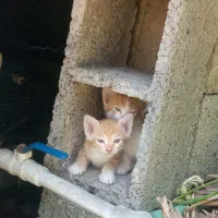 دو عدد بچه گربه ۲ماهه