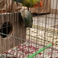 جفت برزیلی مولد