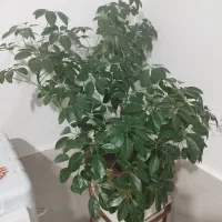 گل آپارتمانی