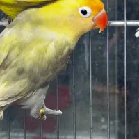 پت شاپ گلستان ( انواع پرنده و لوازم تهران(