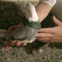 کفتر‌گمشده