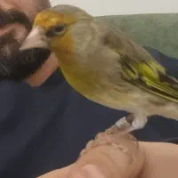 سهره ۴ فصل،سهره قناری دهن لر پاک دستی