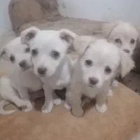 توله پا کوتاه ماده