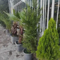 کاج لاوسون، سرو، کامیس، نوئل