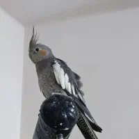 عروس هلندی ماده آماده جفتگیری