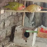 کتوله جفت