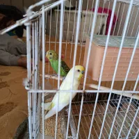 پرنده یک جفت مرغ عشق