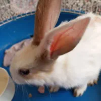واگذاری خرگوش زرنگ