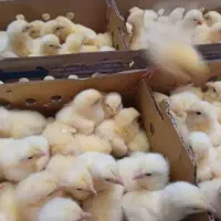 جوجه گوشتی راس ۳۰۸ بهترین جوجه بازار درجه ۱