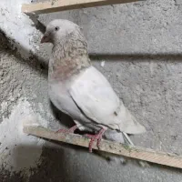 کفتر شهرستانی و‌پلاکی نر