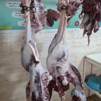 گوشت‌ شترمرغ لخم بدون چربی و استخوان