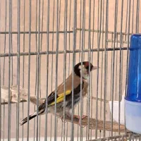 سهره نر مست