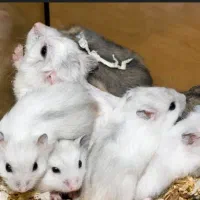 همستر نژاد وینتر سفید. طوسی.کرمی طلایی