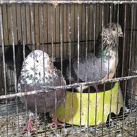 نر سوسک کله ماستی گم شده