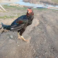 فروش خروس لاری  بی عیب