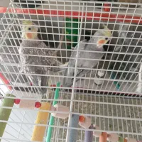 یک جفت عروس هلندی بالغ