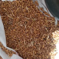 گندم درجه یک
