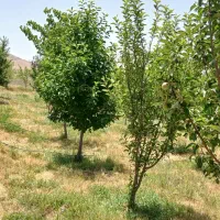 خونه باغ فروشی روستای لاسم چشمه فیروزکوه