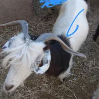 بز جوان و خوب