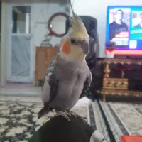 عروس هلندی