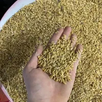 حبوبات