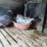 کبوتر