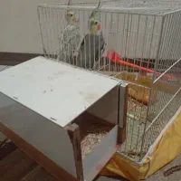 عروس هلندی نروماده