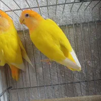 طوطی کوتوله برزیلی ماده
