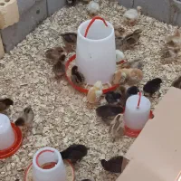 جوجه محلی گلپایگان اصل