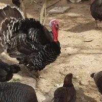 فروش ۱عدد بوقلمون نر و ۵ عدد بوقلمون ماده