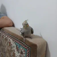 عروس هلندی