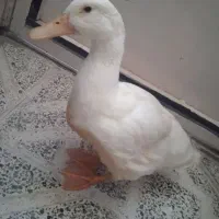 اردک