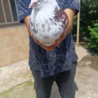 حیوانات