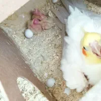 جوجه عروس هلندی